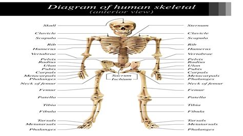 How many bones are in the human body? Labeled Skeletal System Diagram | Human skeletal system