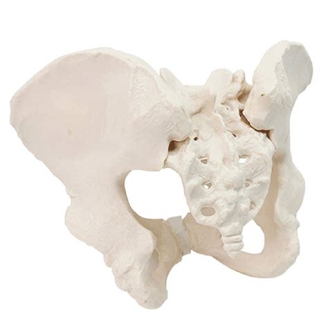 Buy Female Pelvic Skeleton Anatomical Model Anatomy Model Pelvis