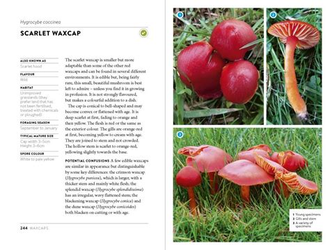 Mushroom Foraging Guide Fungi For All Seasons From Britains Woods And