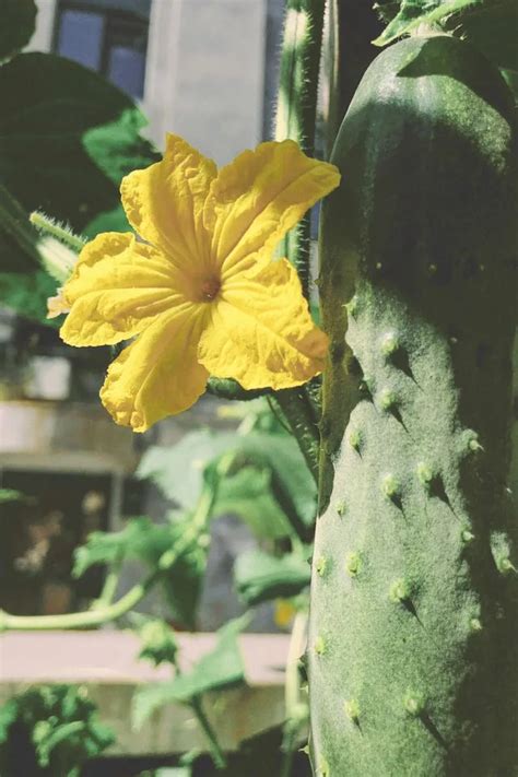 Beginners Guide On How To Grow Cucumbers