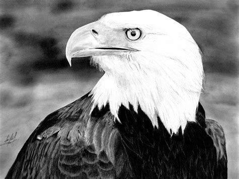 Bald Eagle Portrait Drawing By James Schultz Fine Art America