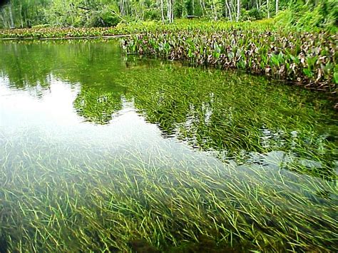 Managing Aquatic Plants In Farm Ponds Ufifas Extension Calhoun County