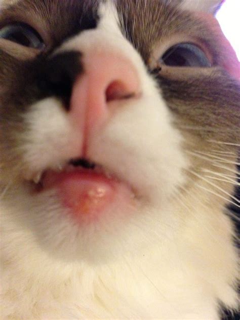 Any type of allergy can cause anaphylaxis, and it can happen within minutes or more than half an hour after encountering an allergen. Cat has swollen lower lip (pictures included) | TheCatSite