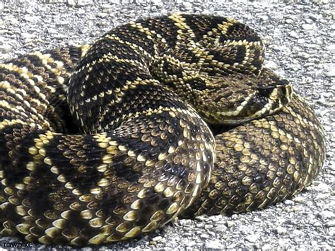 Snake Spotted Near Launch Pad 39b At Nasas Kennedy Space Center