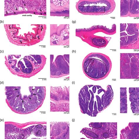 Histological Sections Of The Chicken Galt For Each Part Of The Galt A