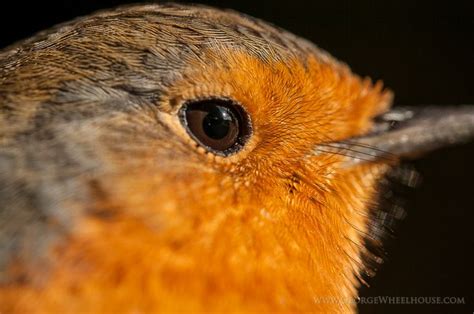 Robin Eye Macro Dark Backgrounds Macro Bird