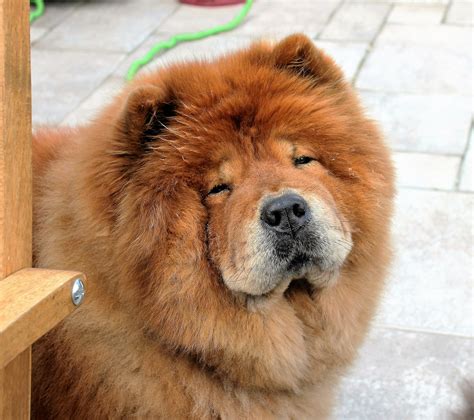 무료 이미지 귀엽다 애완 동물 주둥이 척골가 있는 차우 차우 포유 동물처럼 개 개 품종 그룹 개 잡종 유러시