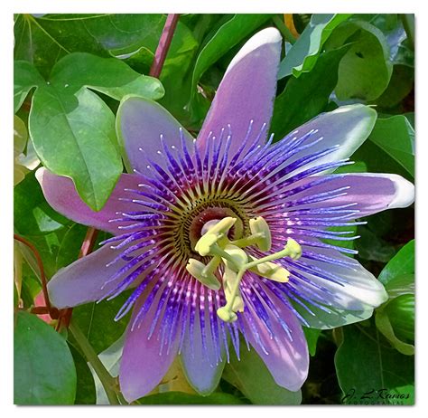 FLOR Imagen & Foto | plantas, flores, fotos Fotos de fotocommunity