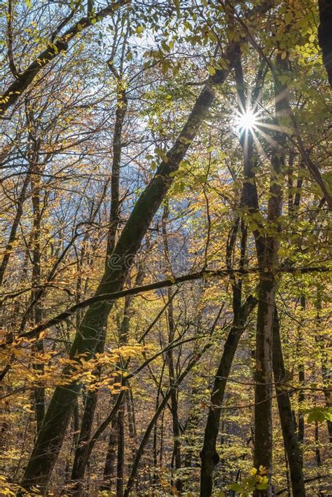 The Rays Of The Sun Through The Autumn Crowns Of Trees Stock Image