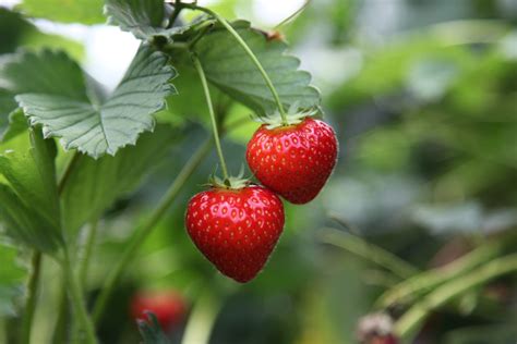 Mniej niż 1 rok w allbiz. Jak uprawiać truskawki? - Inspirowani Naturą