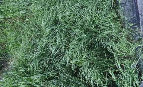 Bahia Grass Paspalum Notatum Grow And Care Instruction Rayagarden