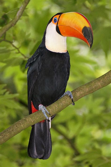 Keel Billed Toucan Too Sulfur Breasted Toucan Rainforest Animals