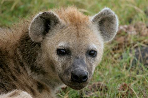 Spotted Hyena Brilliant Creation