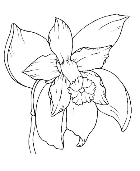 In nature, we have different types of flowers and different species of plants including rose, lily, tulip, orchid, carnation, hyacinth, sunflower, and camellia many more. Coloring Pages for Kids: Orchid Flower Coloring Page