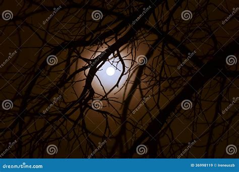 Luce Della Luna Completa Scura Nella Foresta Immagine Stock Immagine
