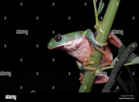 A Mexican Leaf Frog Pachymedusa Dacnicolor Perched On A Small Plant