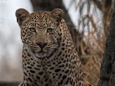 Leoparden In Südafrika 4 Foto And Bild Natur Katze Tree Bilder Auf