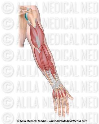 Browse images in a netter publication. Alila Medical Media | Whole arm muscles posterior ...