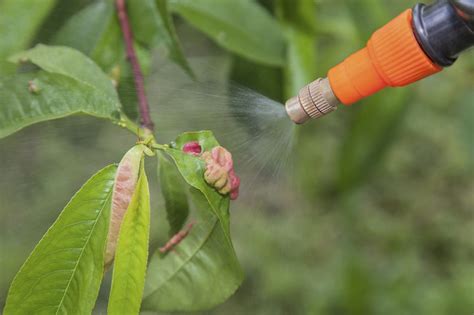 You can use it on most outdoor trees as well as listed fruit and nut trees. Peach Tree Spray - When To Spray Peach Trees For Bugs