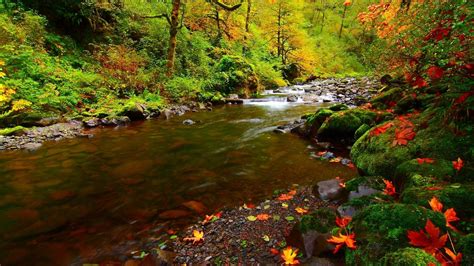 Free Download River Rocks Autumn Natural Desktop Hd Wallpapers Large 1920x1080 For Your
