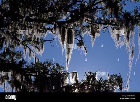 Spanish Moss Hanging From Live Oak Tree Backlit By Morning Sunlight