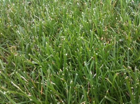 White Grass Tips After New Blades Lawnsite™ Is The Largest And