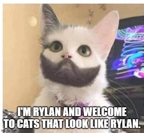 Image Tagged In Beard Cat Imgflip