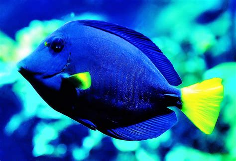 Aquarium Virginia Beach Blue And Yellow Fish Photographe Flickr