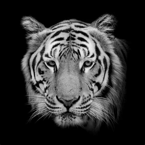 Witte tijger geïsoleerd op zwarte achtergrond Stockfoto art9858