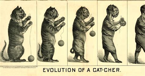 Evolution Cat To Catcher Public Domain Clip Art Photos And Images