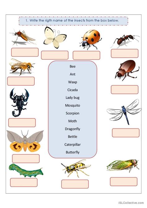 Insects English Esl Worksheets Pdf And Doc