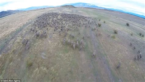 Drone Video Captures Hundreds Of Sheep Being Herded Through Nzs