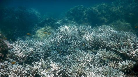 Climate Change Is Killing The Worlds Coral Reefs Study Dw 10052021