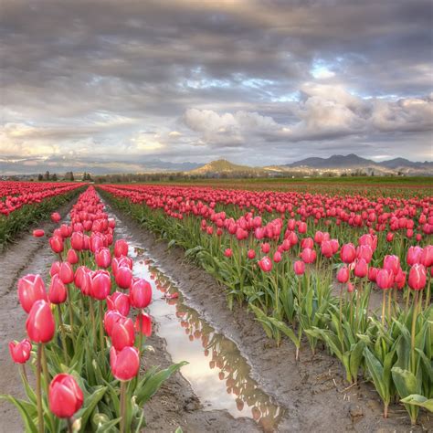 Skagit Valley Tulip Fields Every Spring Mt Vernon Hosts T Flickr