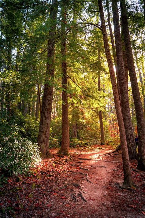 Quiet Forest Path Photograph By Derek Winters