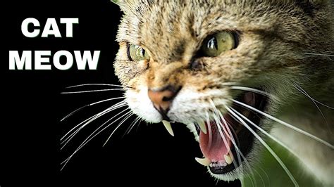 Cat Meow Sound Effect Angry Cat Meme Stock Pictures And Photos