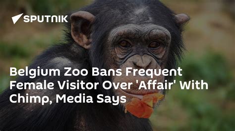 Belgium Zoo Bans Frequent Female Visitor Over Affair With Chimp