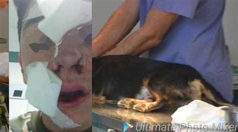 Continuate a dar loro del lei, prima o poi vi si rivolgeranno allo stesso modo. Il veterinario visita un rottweiler e si fa "assistere" dal padroncino di 15 anni: il cane ...