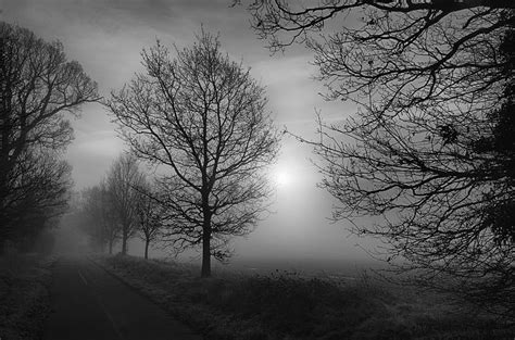 Hd Wallpaper Trees Misty Fog Scary Foggy Landscape Mystery