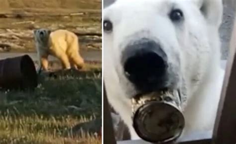 Experts From Moscow Were Called To Help A Polar Bear Whose Tongue Got