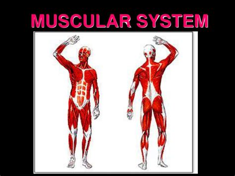 Ppt Muscular System Powerpoint Presentation Free Download Id1368562