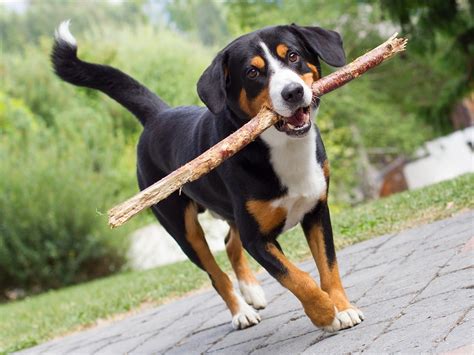 Entlebucher Mountain Dog