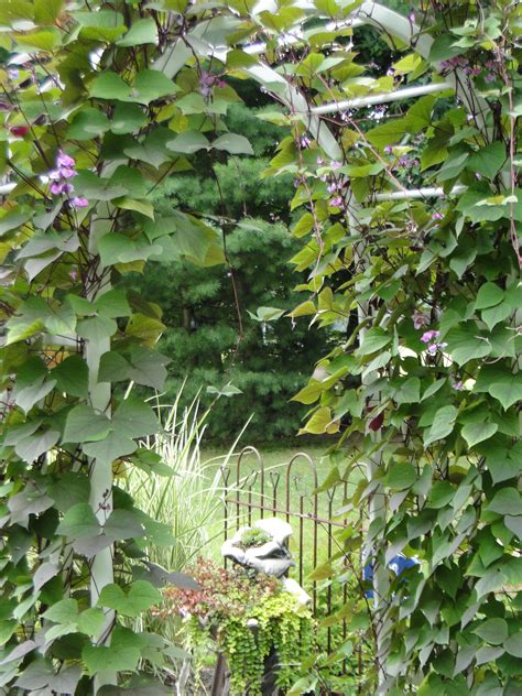 Purple Hyacinth Bean Vine 15 Seeds