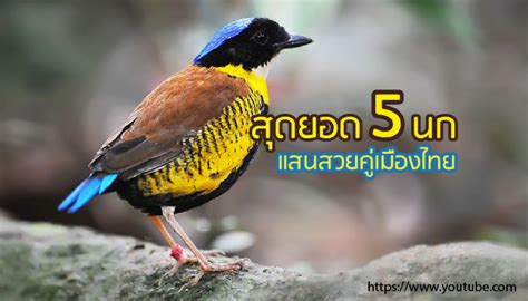 นก แสนสวยคู่เมืองไทย 5 สายพันธุ์ ที่เห็นแล้วต้องหลงรัก