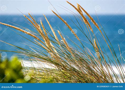 Coastal Grasses Grow In Front Of A Crystal Blue Seascape Stock Image