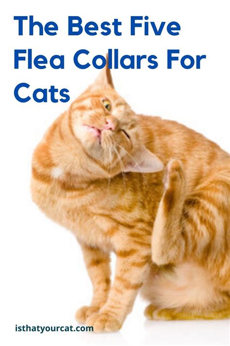 It works like vines, but can grow horizontaly, as well as vertically. How To Tell If Cat Has Fleas - Animal Friends