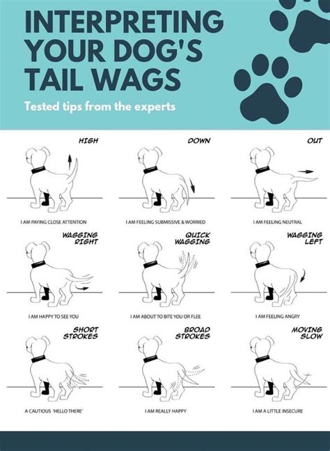 Pin On Facts And Body Language Of Dogs