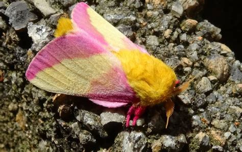 Dryocampa Rubicunda Rosy Maple Moth 11 By Fordprefectwonthebet On