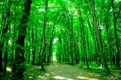 夏の自然。緑の森のパス 写真素材 71923486 美しい風景 美しい自然の風景 大自然の写真