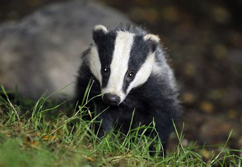 Government Promises A Slow Phasing Out Of The Controversial Badger Cull